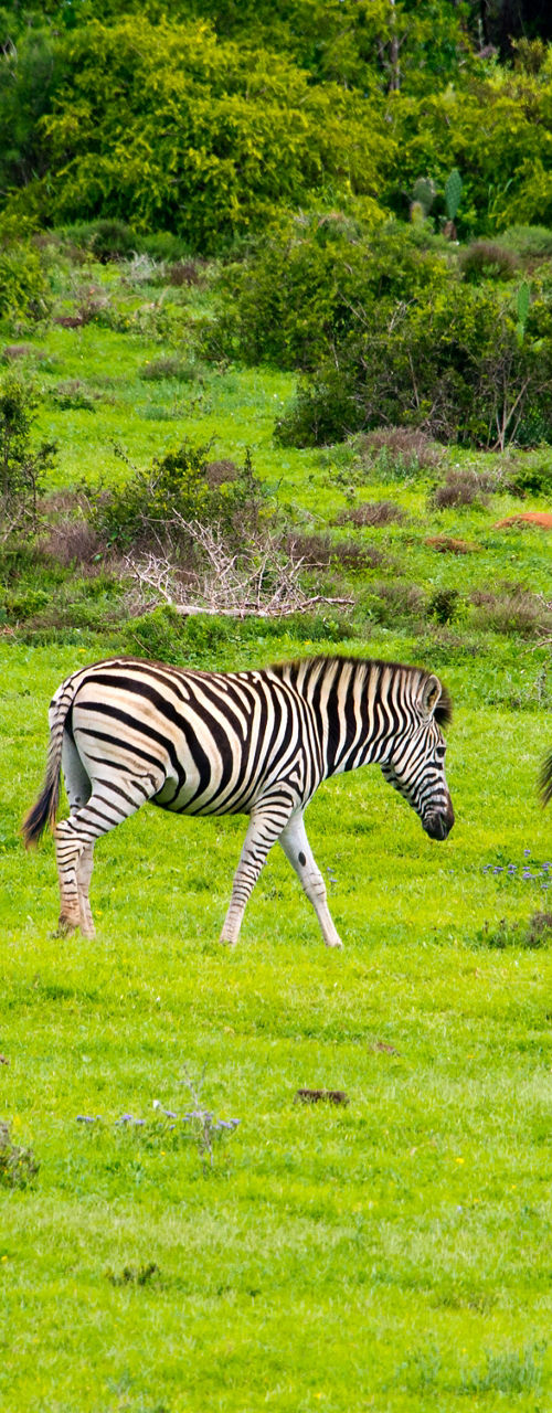 Three zebras grazing in lush green field