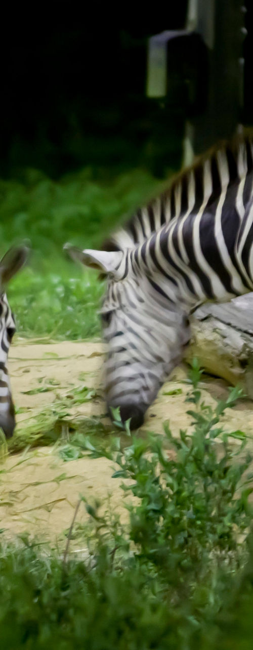 Two zebras grazing in a lush enclosure