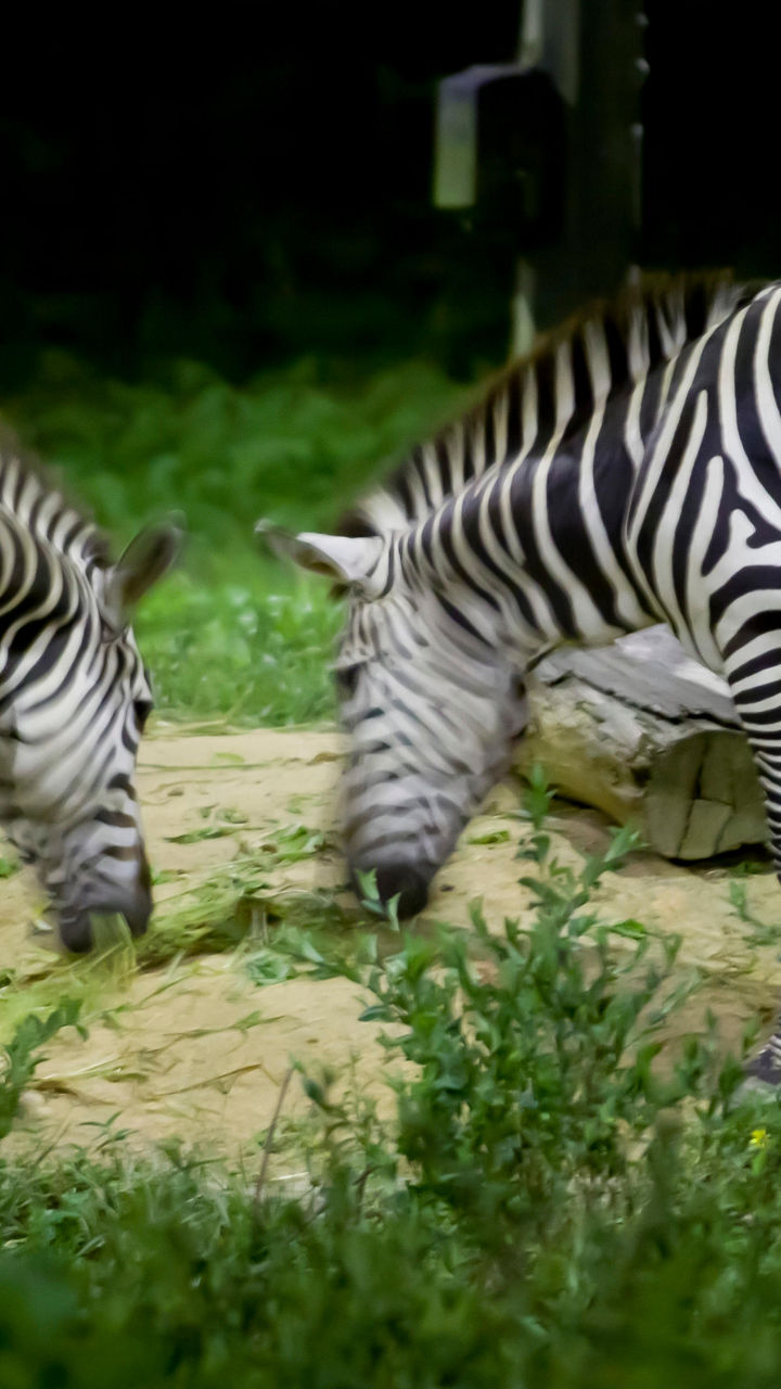Night Safari
