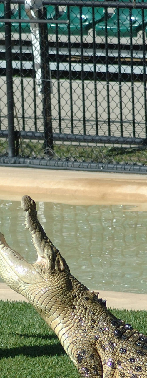 Crocodile feeding demonstration in outdoor enclosure
